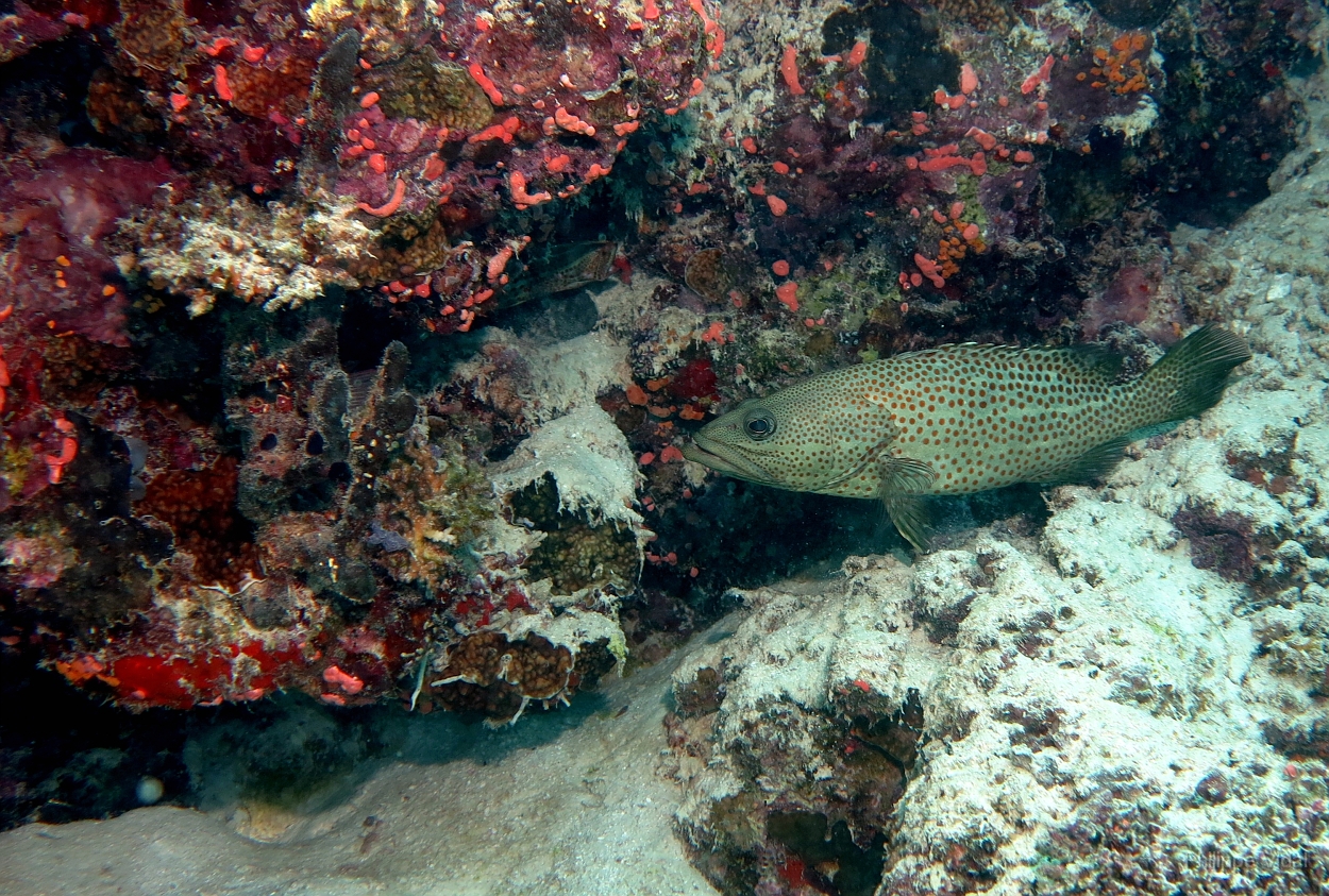 Velidhu - 2013_03_10 - IMG_0401r_Merou elegant -Anyperodon leucogrammicus_Galagili west_Plongee.jpg
